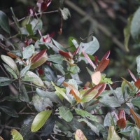 Litsea ovalifolia (Wight) Trimen